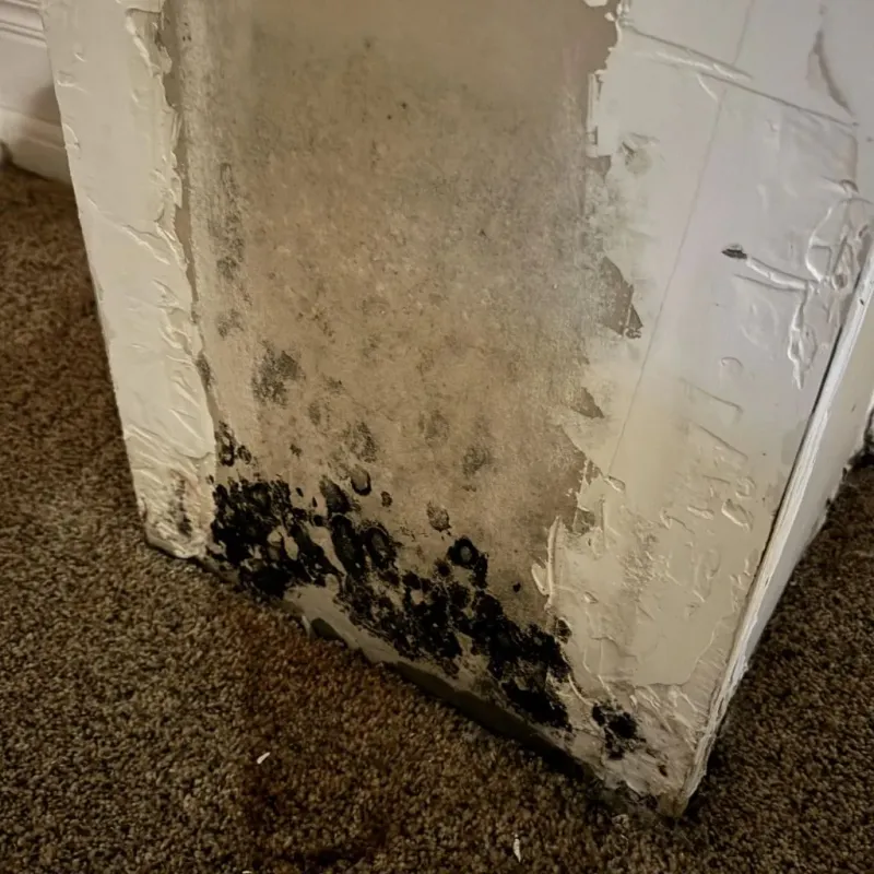 Professional Mold Removal in Purcellville, VA